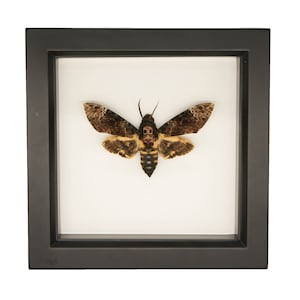 Real Framed Death Head Moth Acherontia lachesis UV blocking glass