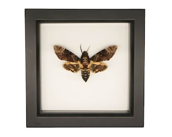 Real Framed Greater Death Head Moth Acherontia lachesis UV blocking glass 6x6
