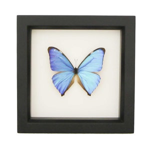 May include: A vibrant blue Morpho butterfly specimen displayed inside a square black frame with a white background. The butterfly features iridescent wings with dark brown edges and thin antennae, centered within the frame's clean border.