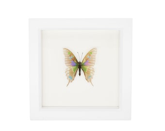 Real Framed Butterfly Skeleton Graphium weiskei Oddity Display