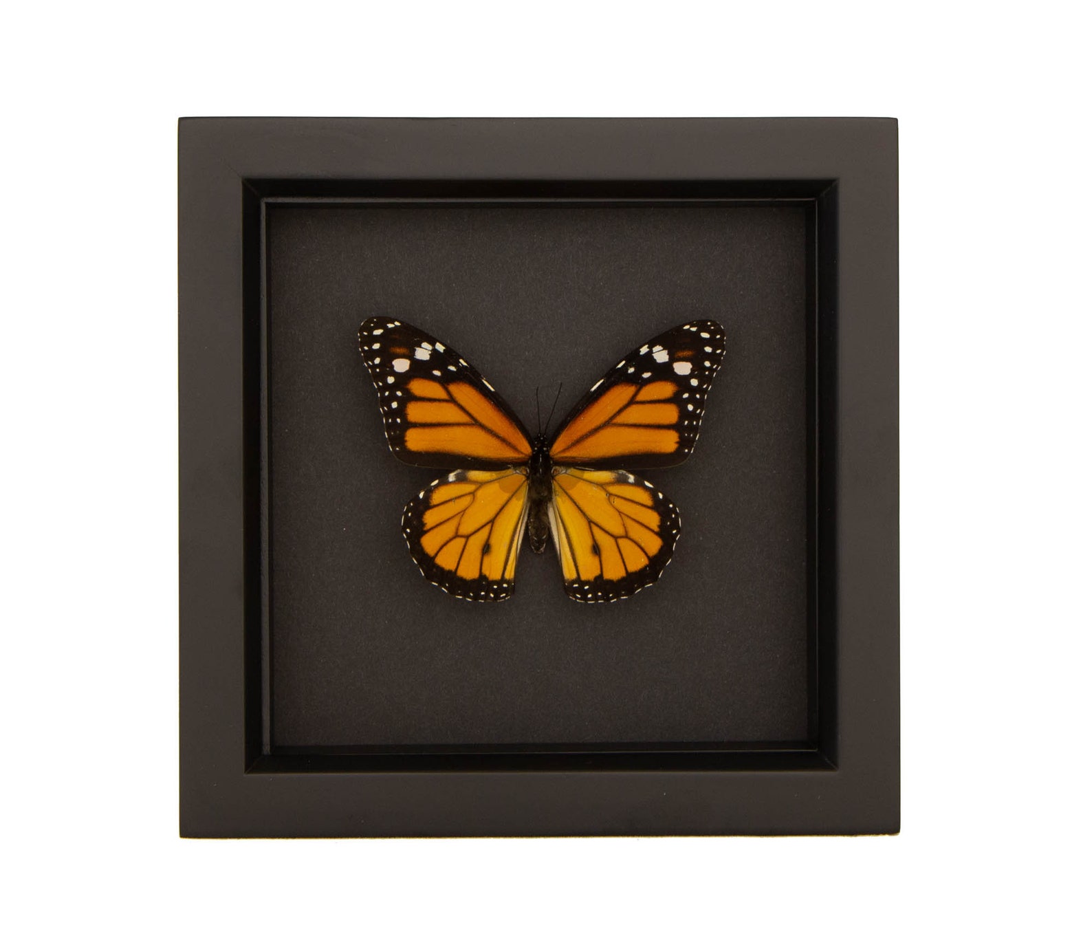 Real Monarch Butterfly Black Background Shadowbox | Etsy