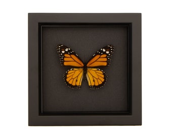 Real Monarch Butterfly Black Background Shadowbox