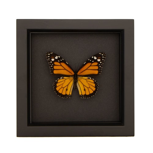 Real Monarch Butterfly Black Background Shadowbox | Etsy