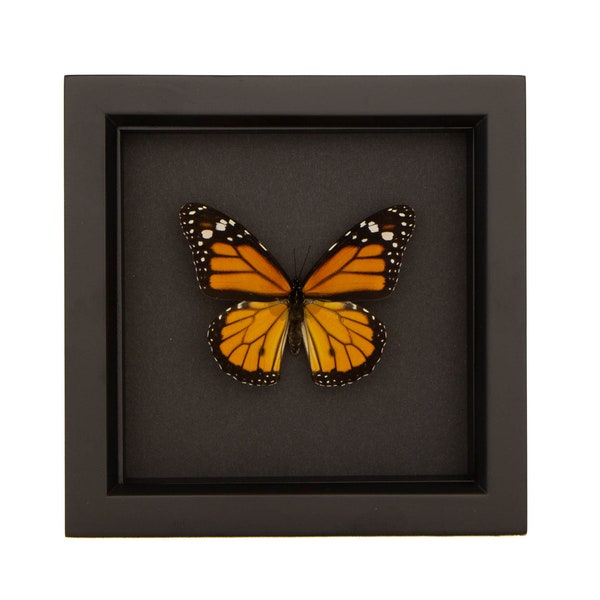 Real Monarch Butterfly Black Background Shadowbox