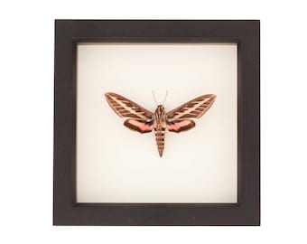 Framed White Lined Sphinx Hummingbird Moth (Hyles lineata) 6x6 UV Blocking Display
