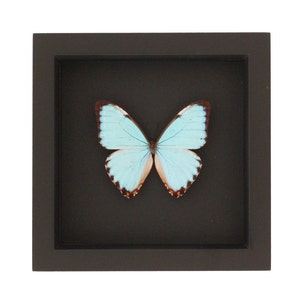 May include: A square black shadow box frame containing a single butterfly specimen. The butterfly has light blue wings with dark brown edges and a small dark brown body, centered against a solid black background within the frame.