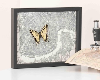 Framed Chinese hourglass spider cyclocosmia ricketti 6x6 - Etsy 日本