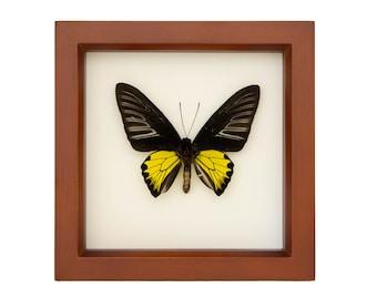 Framed Golden Birdwing Butterfly Decor Troides rhadamantus