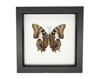 May include: A framed butterfly specimen displayed in a square black shadow box with a white background. The butterfly features symmetrical wings with intricate patterns in shades of brown, tan, black, and white, accented by small red and yellow spots.