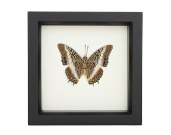 Preserved Butterfly White Barred African Charaxes Underside Charaxes brutus