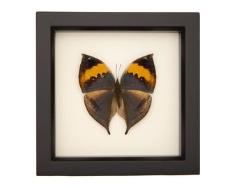 Framed Indian Oakleaf Butterfly Kallima inachus