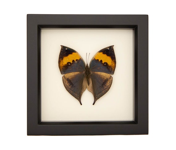 Framed Indian Oakleaf Butterfly Kallima Inachus 6x6 - Etsy