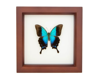 Butterfly Shadowbox Gloss Swallowtail Insect Display