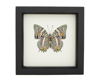 Narrow Lined Beauty Framed Insect Display