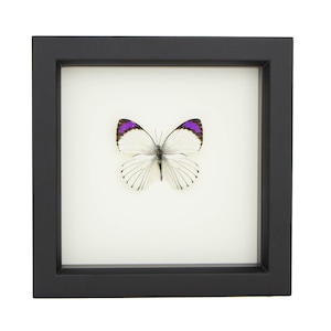 Framed Purple Tip Butterfly Colotis ione 6x6