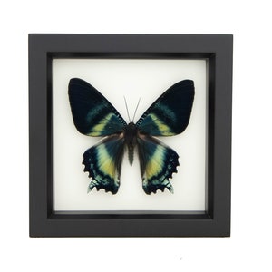 Real Framed Moth Day Flying Indonesian Alcides Insect 6x6