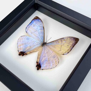 Framed Morpho Butterfly Decor Display 6x6 UV blocking Glass image 6