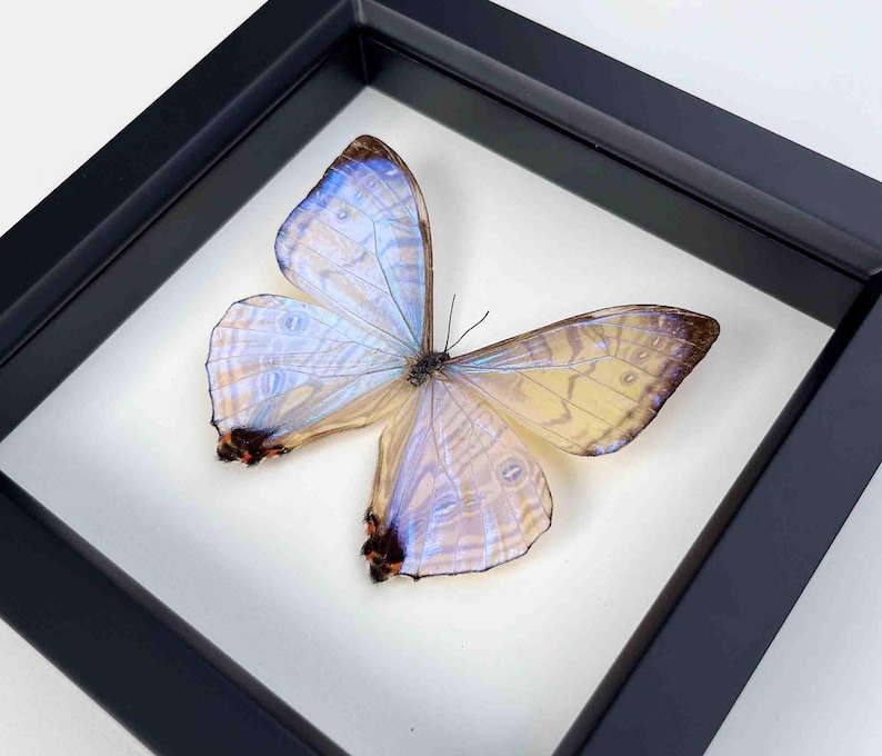 Framed Morpho Butterfly Decor Display 6x6 UV blocking Glass image 6