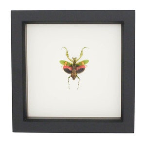 Framed Praying Mantis Jeweled Flower Mantid 6x6