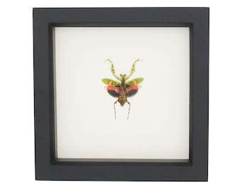 Framed Praying Mantis Jeweled Flower Mantid 6x6