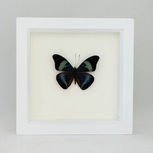 Framed Butterfly Shadowbox Red Flasher Display 6x6 image 3