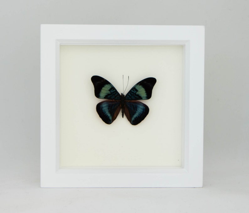 Framed Butterfly Shadowbox Red Flasher Display 6x6 image 3