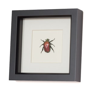 Real Framed Beetle Display Fruit Chafer Torynorrhina flammea