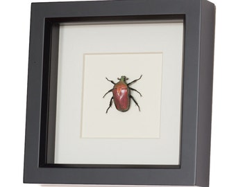 Real Framed Beetle Display Fruit Chafer Torynorrhina flammea