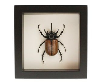 Framed Rhino Beetle Taxidermy Museum Display 6.5x6.5