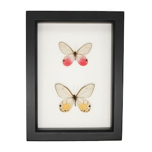 Framed Clear Glasswing Butterfly Collection