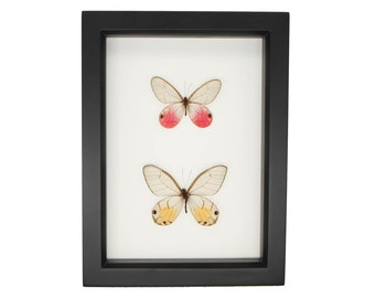 Framed Clear Glasswing Butterfly Collection