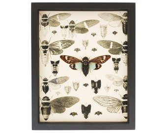 Real Framed Cicada Insect Decor Wall Art