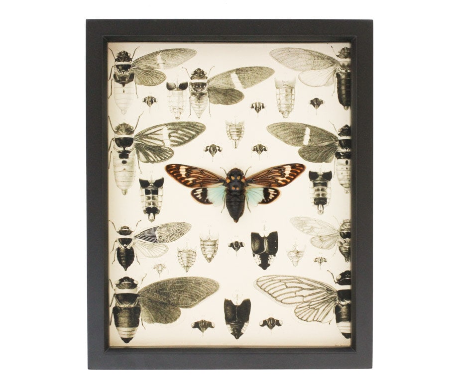 Old Entomology Print & Real Framed Cicada Display