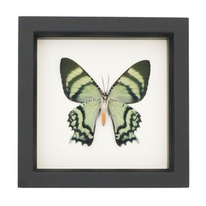 Moth in Frame Day Flying Indonesian Alcides Insect 6x6