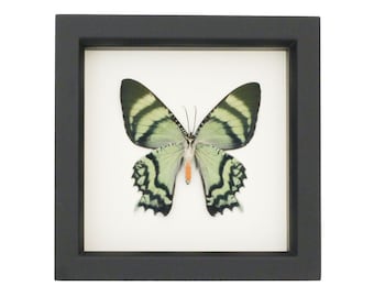 May include: A framed specimen of a butterfly with pale green wings featuring dark green and black striped patterns, scalloped edges, and a small orange segment on the abdomen, displayed within a square black frame against a white background.