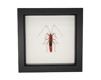 Framed Red Screaming Face Bug 6x6 Display UV blocking