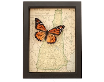Framed Map Art Print New Hampshire with real Native Monarch Butterfly