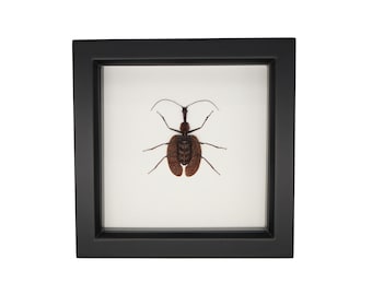 Real Framed Beetle Violin Beetle Small Mormolyce phyllodes 307