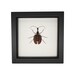 see more listings in the Framed BEETLES section