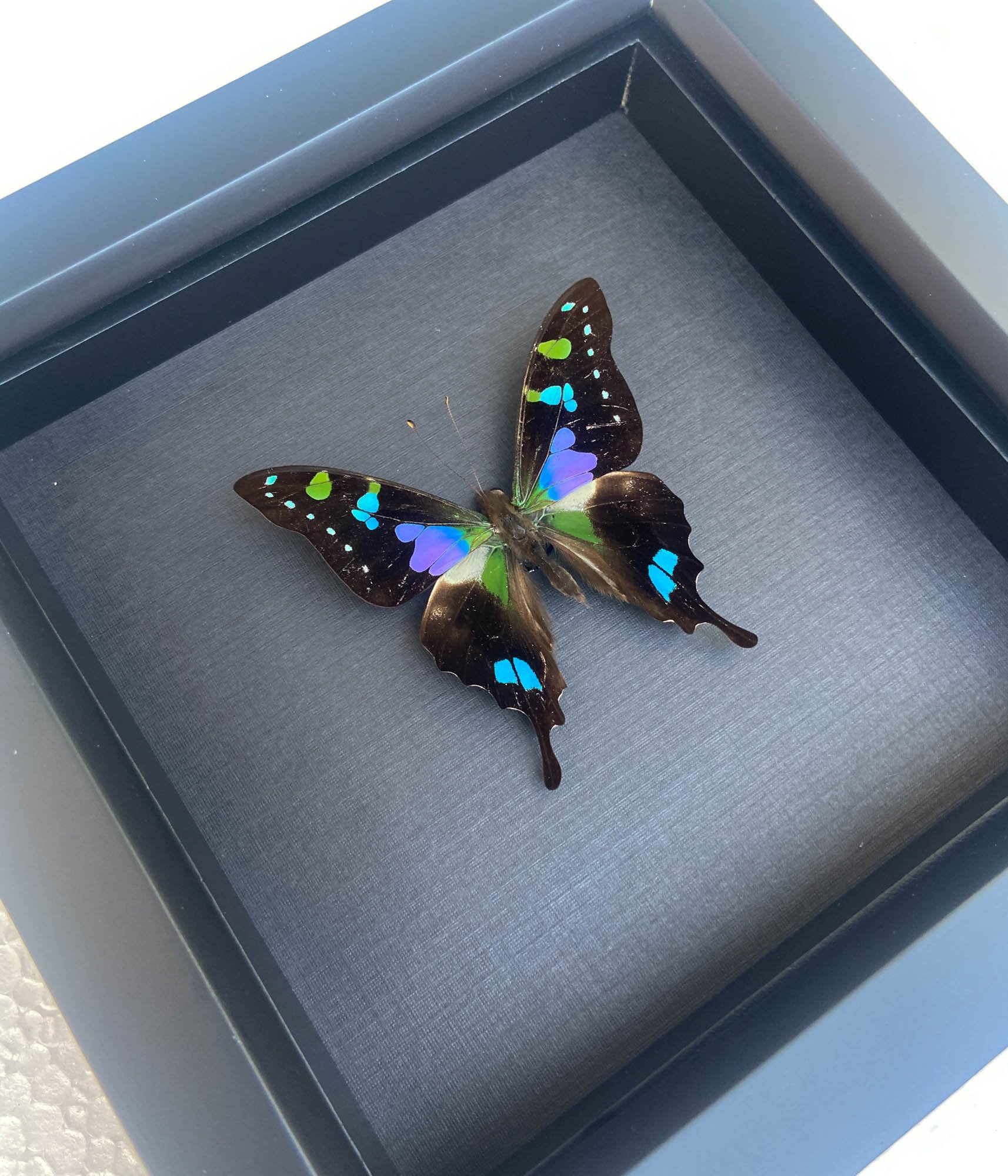 バタフライアート　アフリカ　額 Framed Butterfly Black Background Graphium Weiskei 6x6 - Etsy