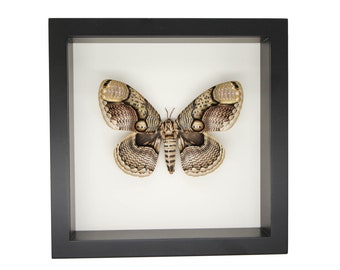 Framed Owl Moth Display Rare Brahmaea hearseyi 8 3/4 square