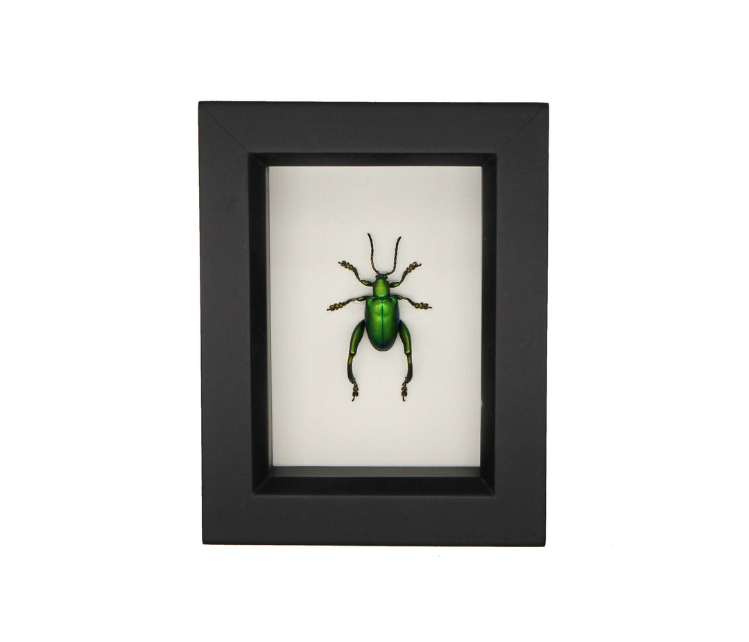 Real Framed Jewel Frog Beetle Display Etsy
