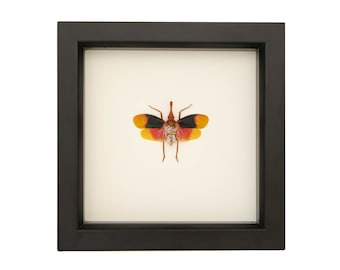 Real Framed Planthopper Pyrops detanii