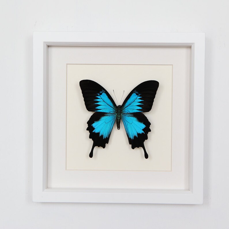 Real Framed Butterfly Papilio ulysses in museum White Shadowbox image 2