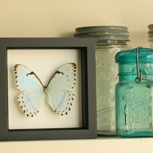 Framed Butterfly Display, Mint Morpho Insect Art image 6