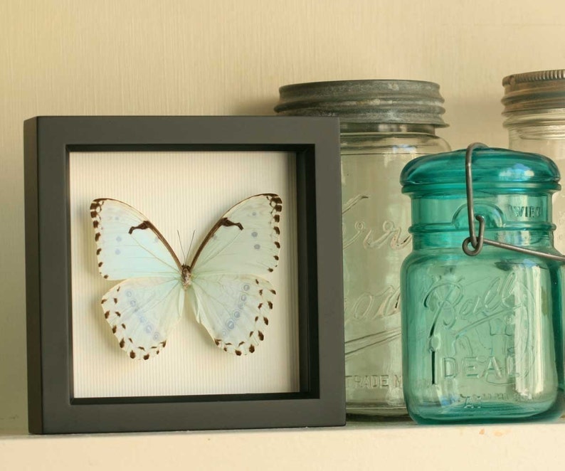 Framed Butterfly Display, Mint Morpho Insect Art image 6