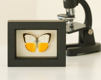 Yellow Migrant Sea Monster Framed Butterfly Display