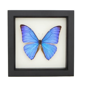 May include: A framed blue morpho butterfly specimen with its wings spread open. The butterfly is mounted on a white background and framed in a black frame.