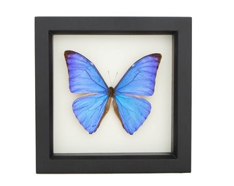 Real Blue Morpho Adonis Framed Butterfly Display