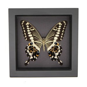 Framed Central Emperor Underside Butterfly Art Shadowbox 6x6